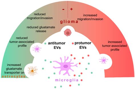 Role of microglial extracellular vesicles in the propagation of early 